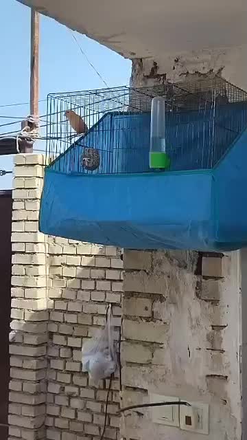 قناری نر|پرنده|باوی, |دیوار