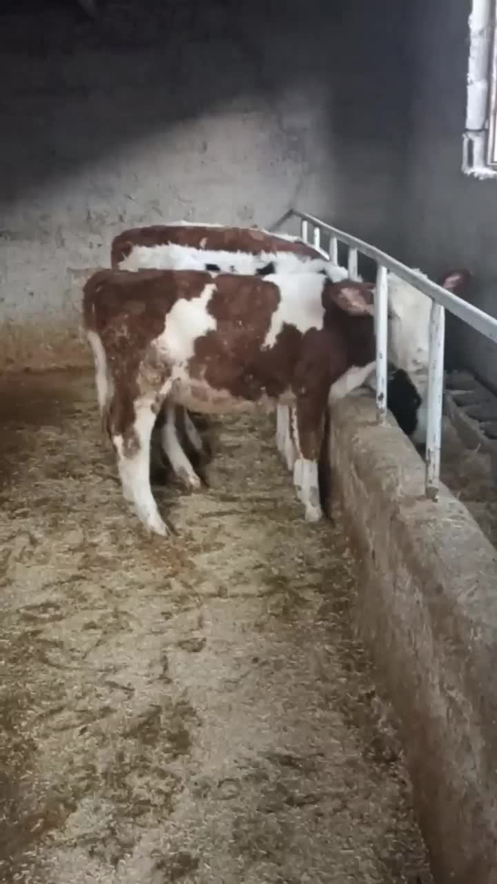 گوساله سیمینتال|حیوانات مزرعه|کارزان, |دیوار