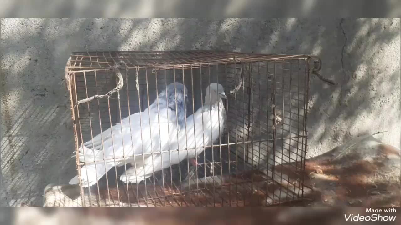 کفترکله ای درجه یک|پرنده|آذرشهر, |دیوار
