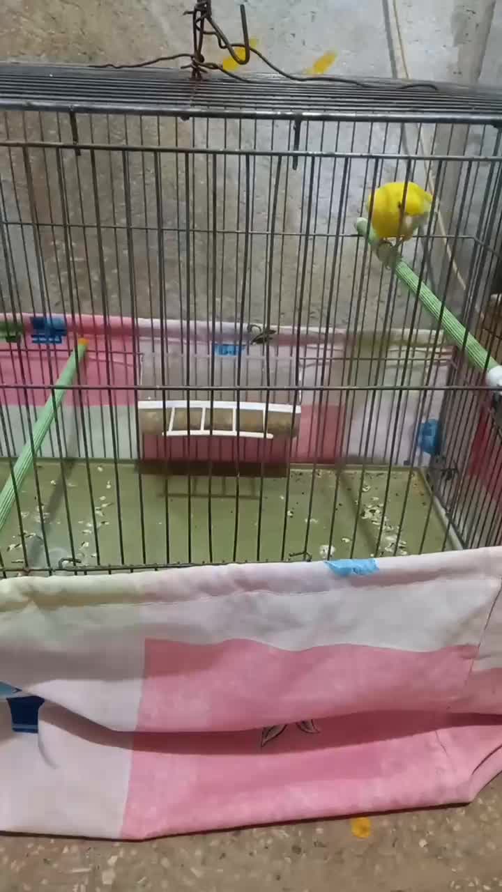 پرنده قناری نر|پرنده|مهریز, |دیوار