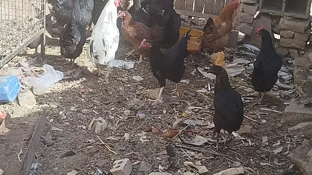 مرغ طاقچه خروس گلین تخم گذار زیر مرغی|حیوانات مزرعه|رضویه, |دیوار