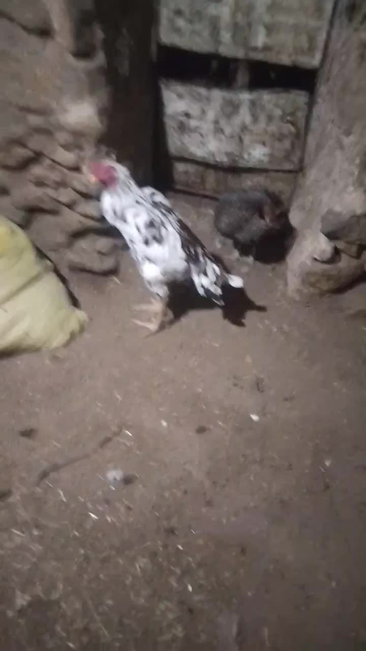 خروس لاری|حیوانات مزرعه|مریوان, |دیوار