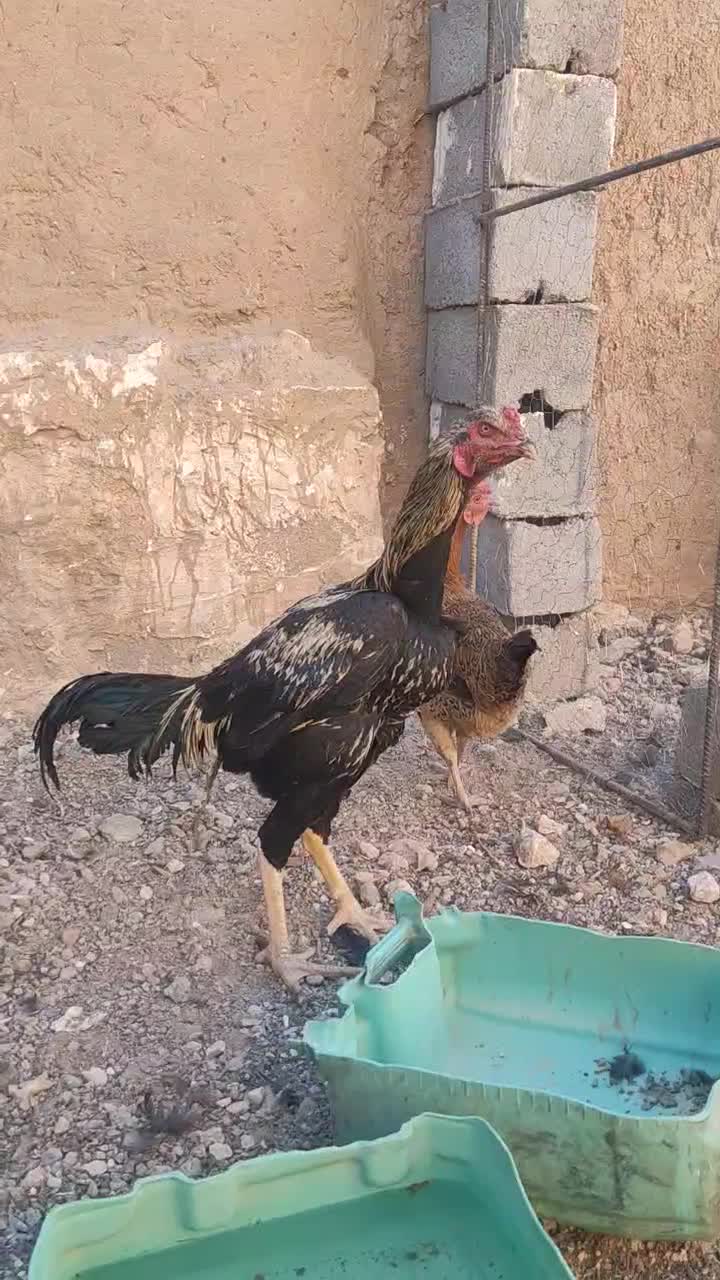 خروس لاری صابونی|حیوانات مزرعه|خواف, |دیوار