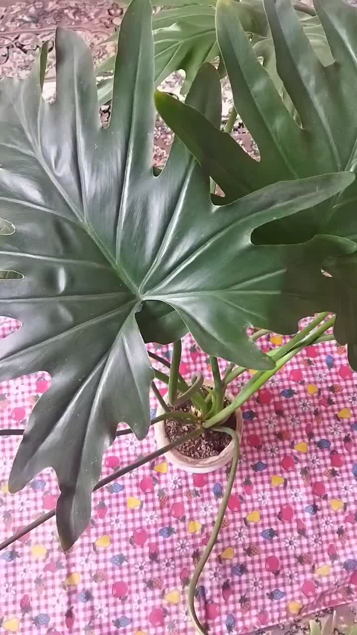 گل برگ انجیری بزرگ و شاداب|گل و گیاه طبیعی|محمدیه-قزوین, |دیوار