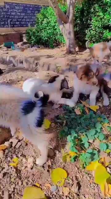 توله شتیتزو|سگ|قمصر, |دیوار