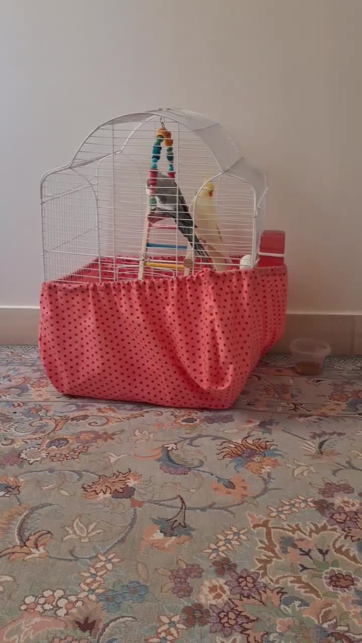 عروس هلندی گمشده|حیوانات|کرج, ساسانی (قلمستان)|دیوار