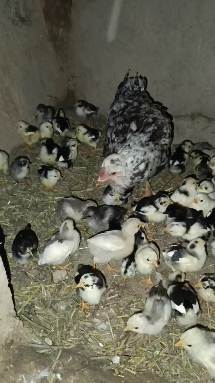 تخم مرغ گلین|حیوانات مزرعه|زنجان, |دیوار