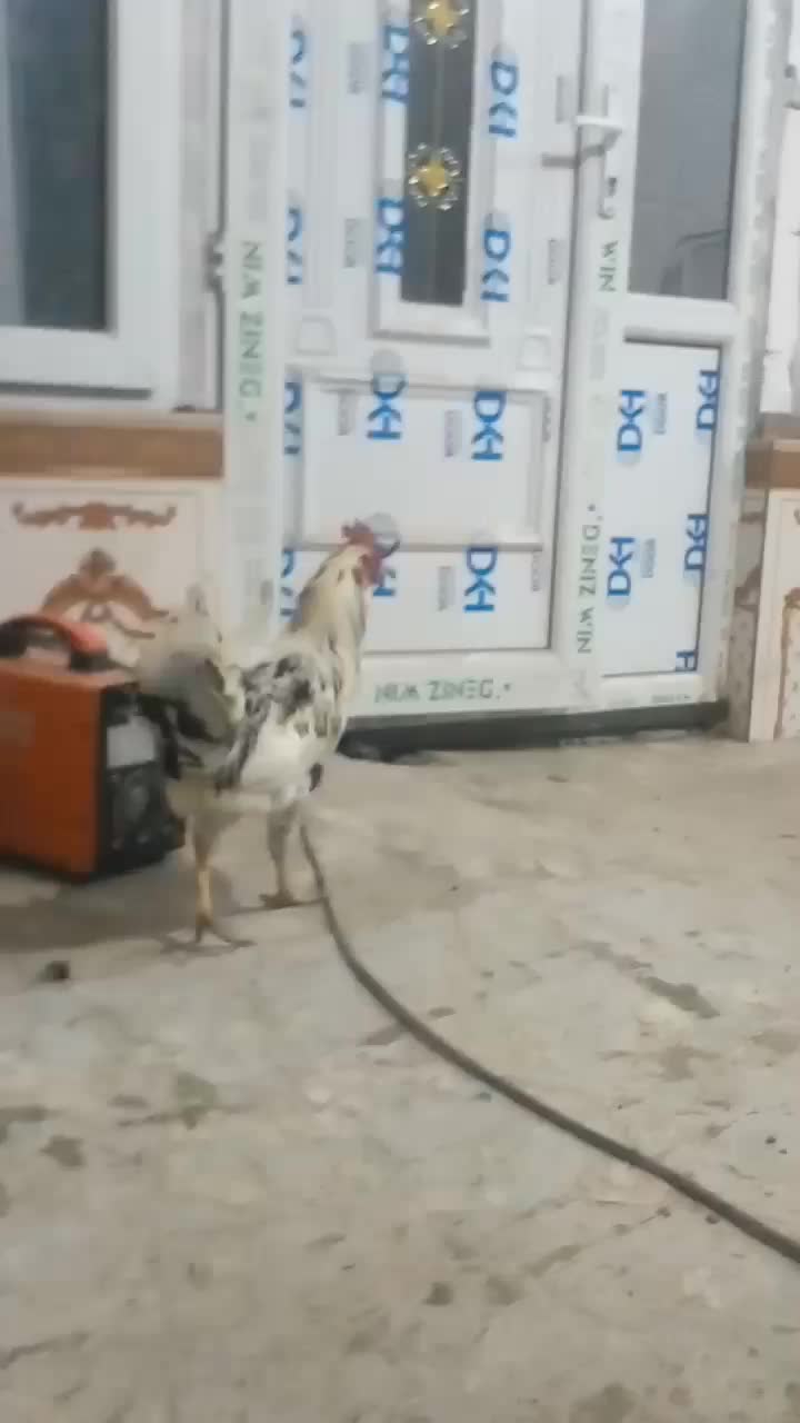 خروس گلین|حیوانات مزرعه|جوانرود, |دیوار