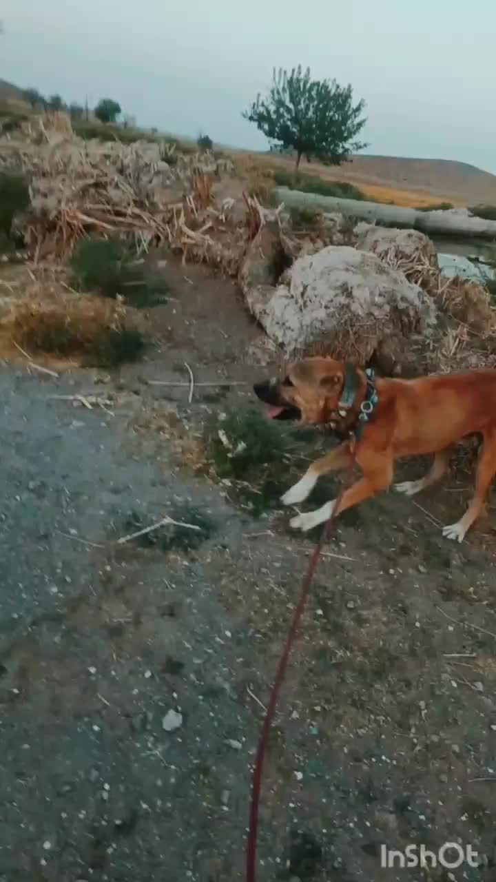 واگذاری سگ|سگ|میان ولایت, |دیوار