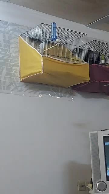 قناری نر شور رسمی بلند|پرنده|اردکان, |دیوار