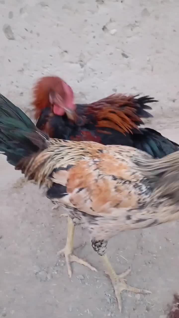 مرغ محلی|حیوانات مزرعه|کله گان, |دیوار