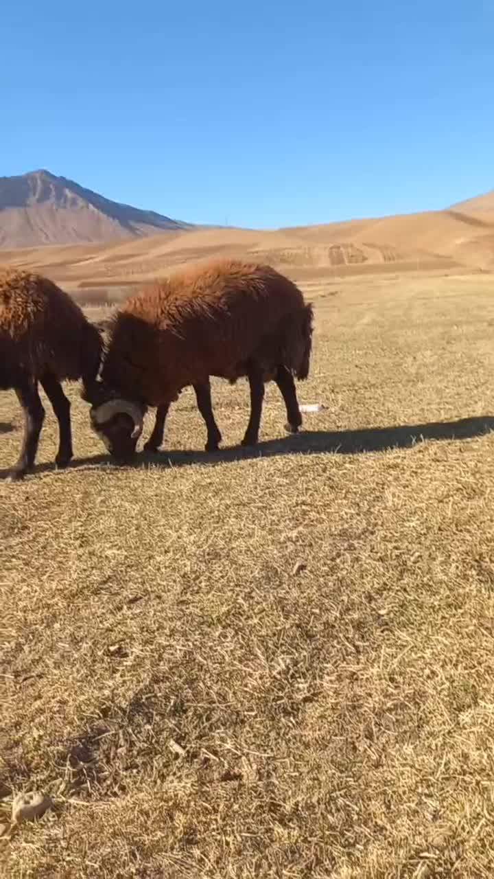 بره قوچ شیشک قوچ میش بز سگ|حیوانات مزرعه|چنارود, |دیوار