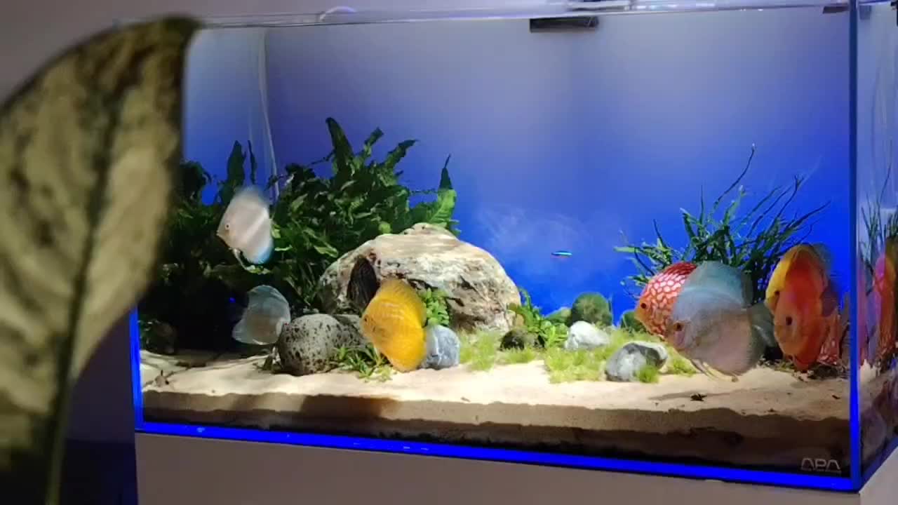 دیسکس|ماهی|تهران, حبیب الله|دیوار