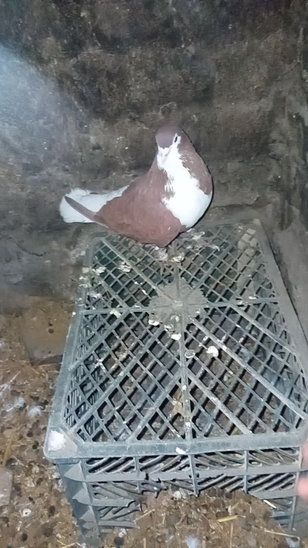 یک جفت امری سرخ|پرنده|فرح دشت, |دیوار