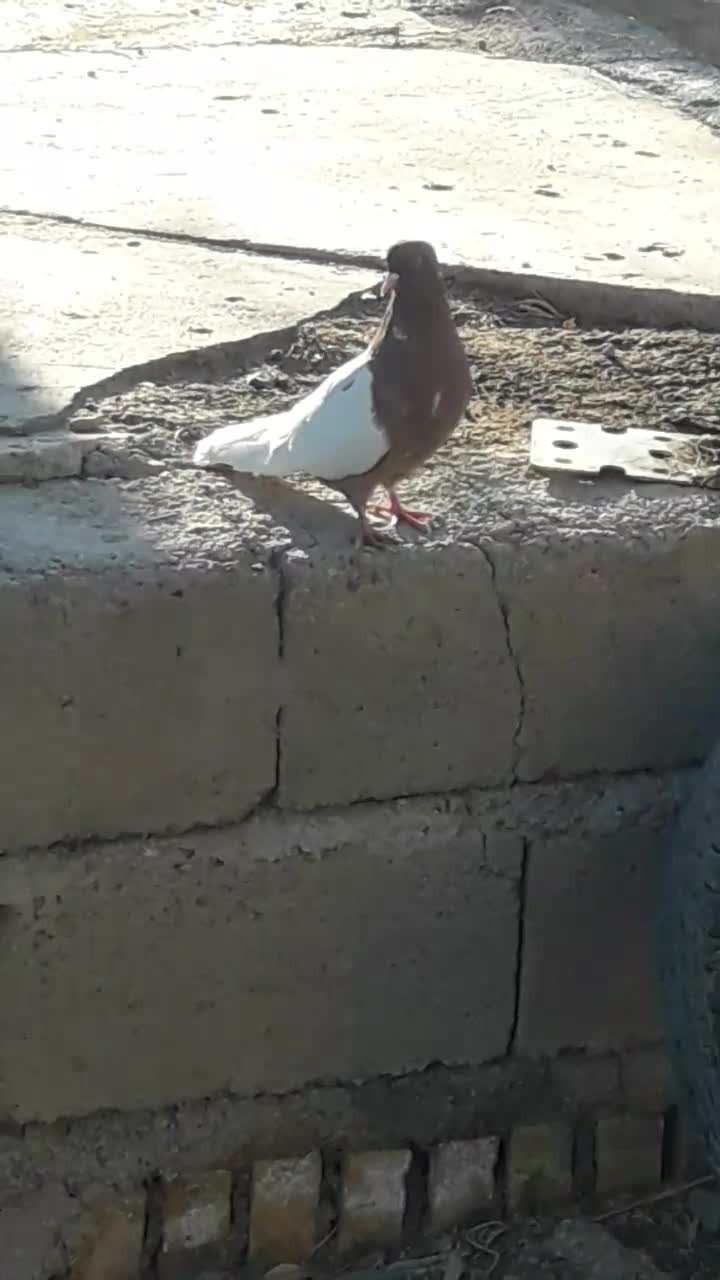 کبوتر رنگی|پرنده|حمیدیه, |دیوار