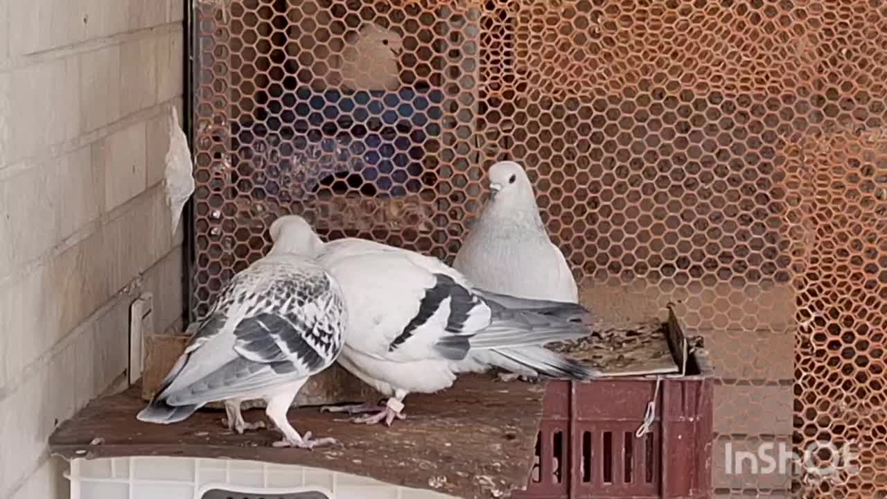 شامی .|پرنده|زرین دشت (فارس), |دیوار