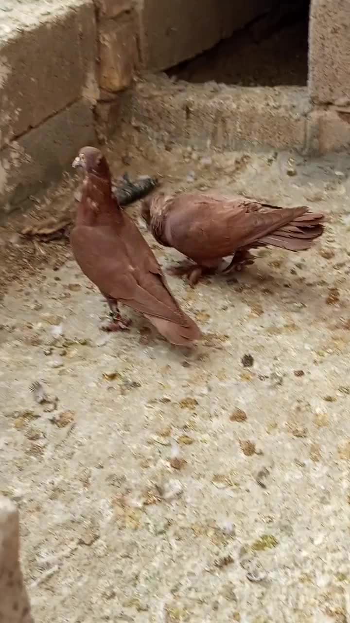 کفتر سرخ|پرنده|سرچهان, |دیوار