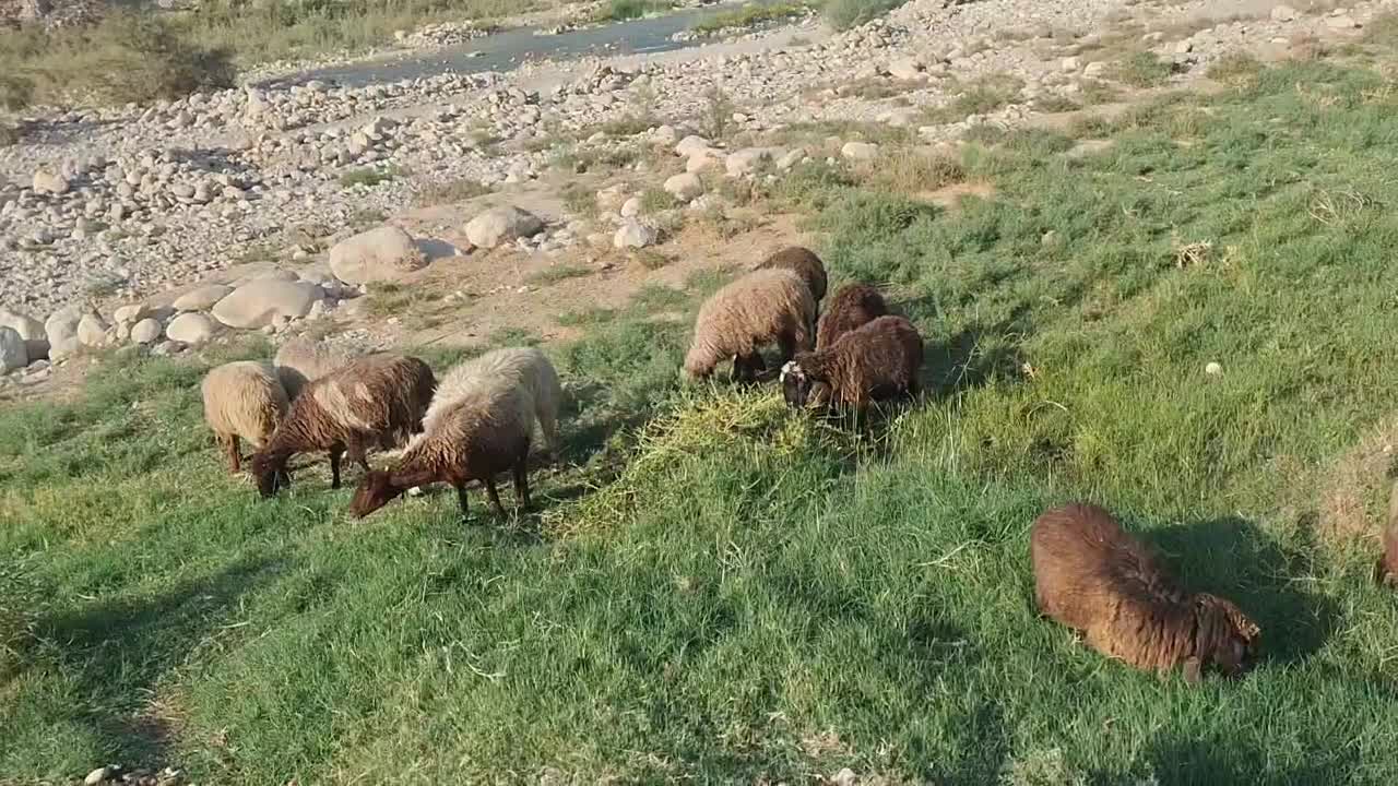 10راس میش جوان|حیوانات مزرعه|دهدشت, |دیوار