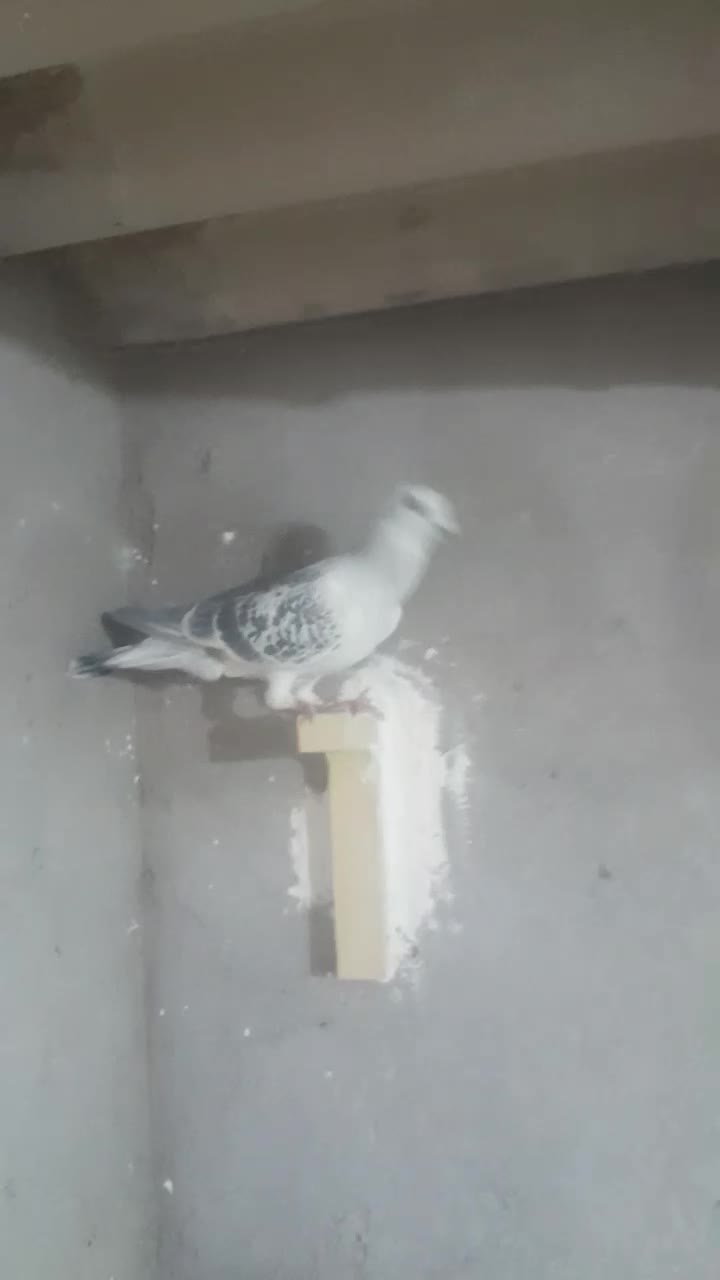 کفتر|پرنده|زرند, |دیوار