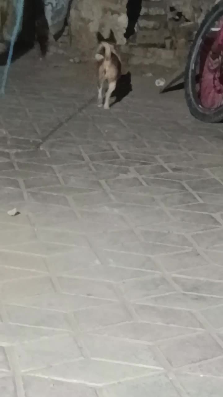 سگ پاپی|سگ|تایباد, |دیوار