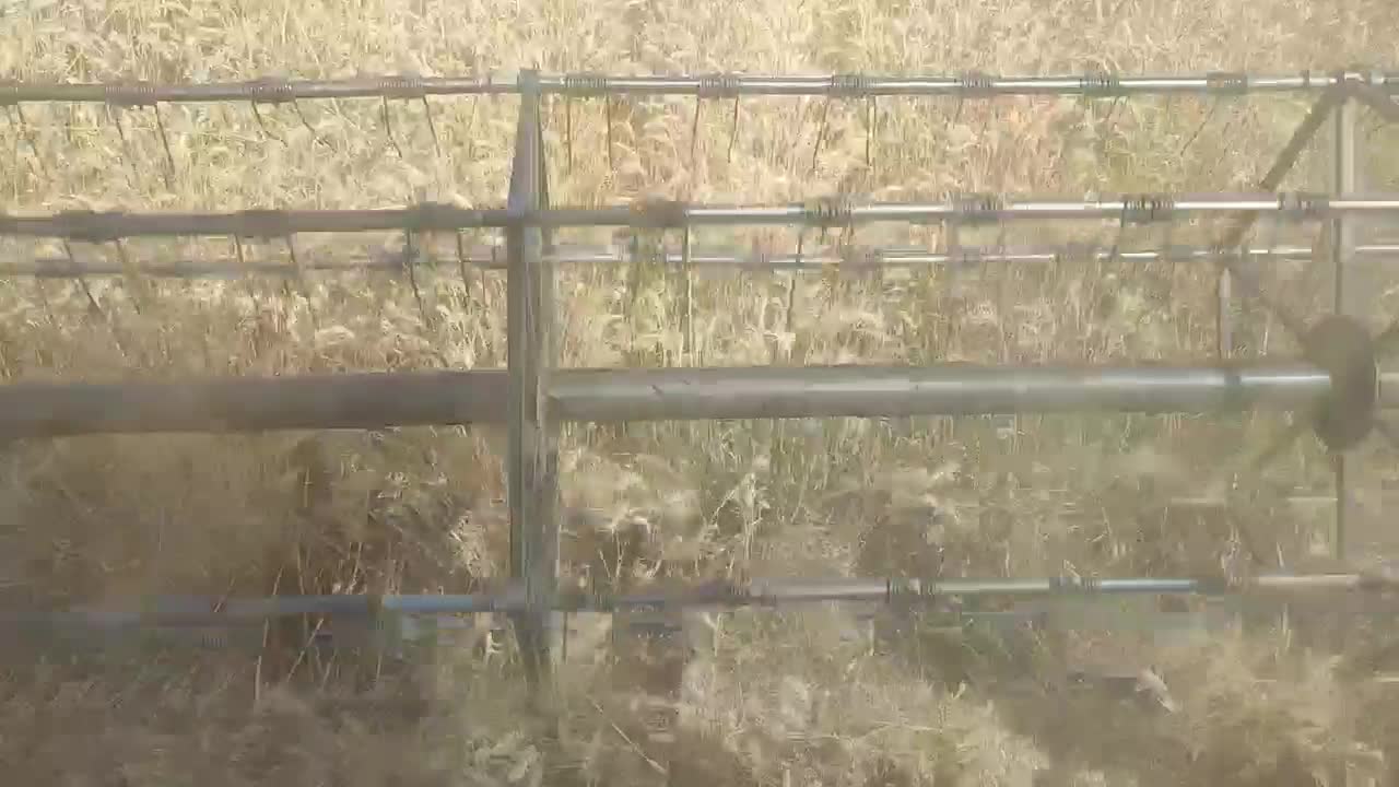 بذر گندم اکراینی آبی  تولید۲۰۲۵|خدمات باغبانی و درختکاری|مریوان, |دیوار