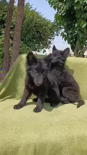 ۴نژاد پر طرفدار د گارد کنکورسو ژرمن گلدن رتوایلر|سگ|تهران, آجودانیه|دیوار