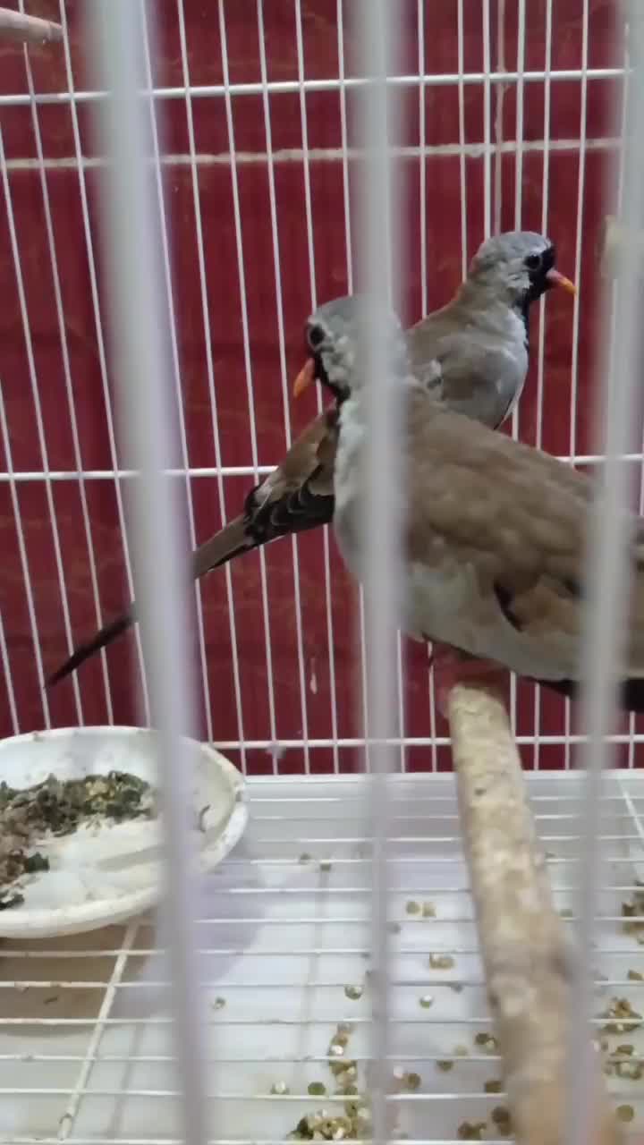 پرنده زینتی .،ناماکوا .فنچ ستاره ای ،گلدین|پرنده|بندر ماهشهر, |دیوار