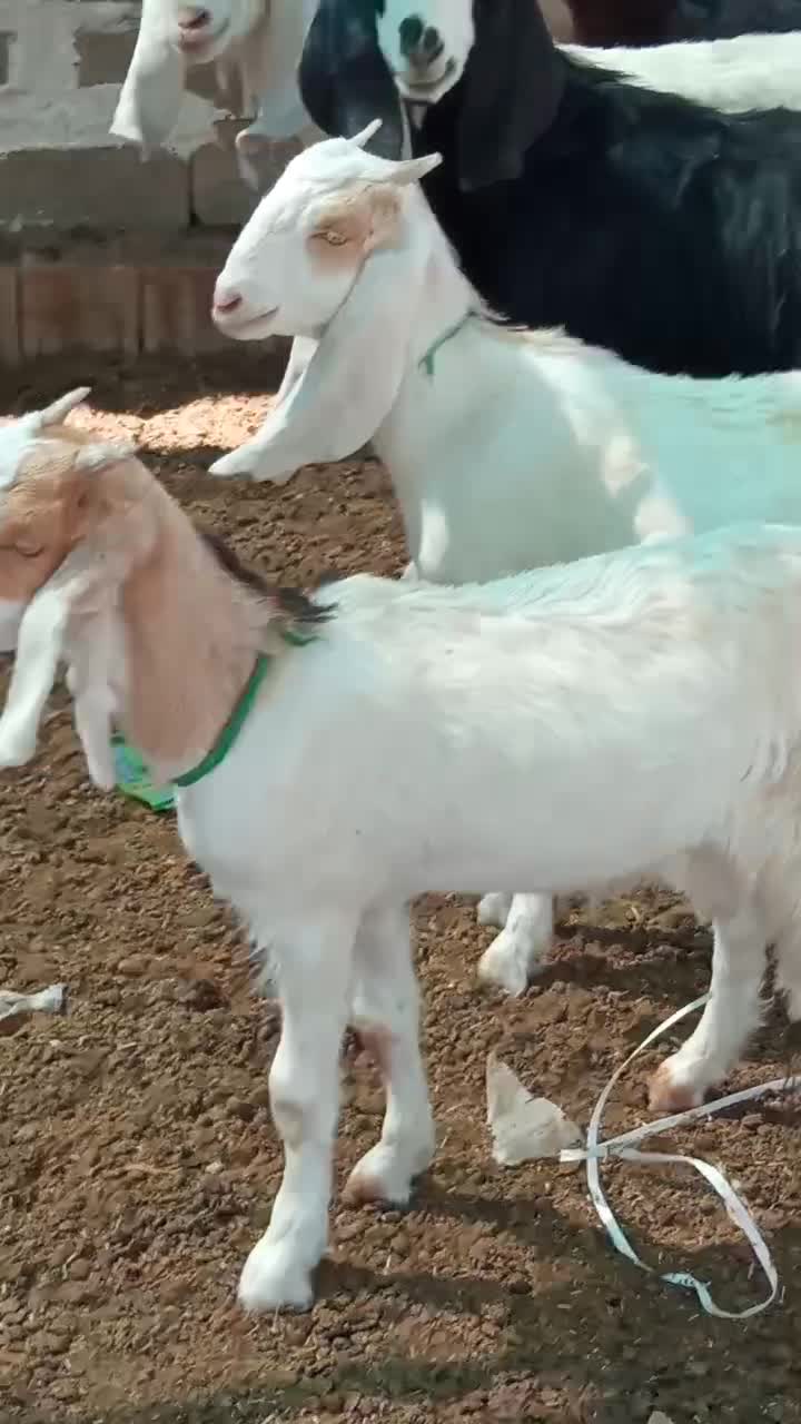 کلر دوقلو زا|حیوانات مزرعه|شیراز, آبیاری|دیوار