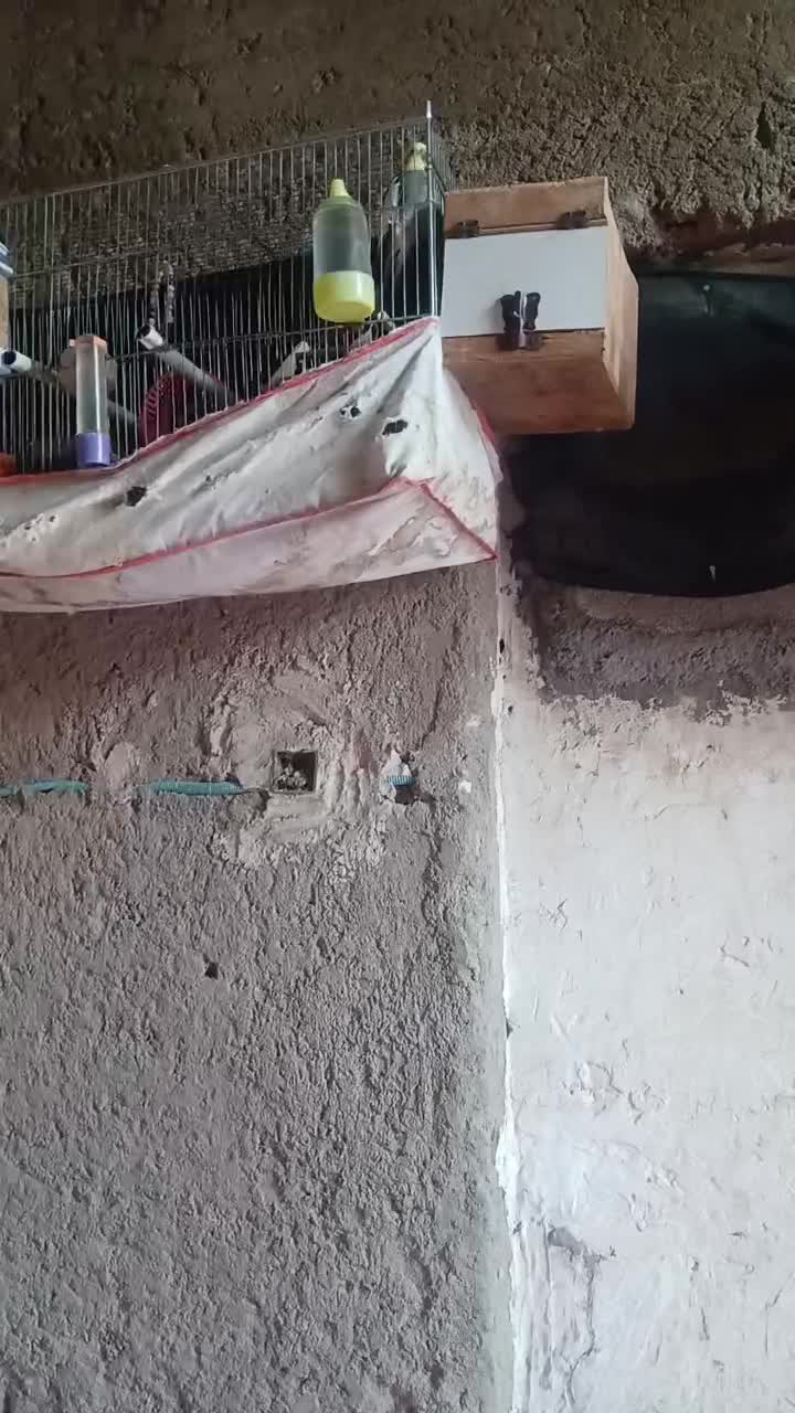 پرنده|پرنده|ارزوئیه, |دیوار