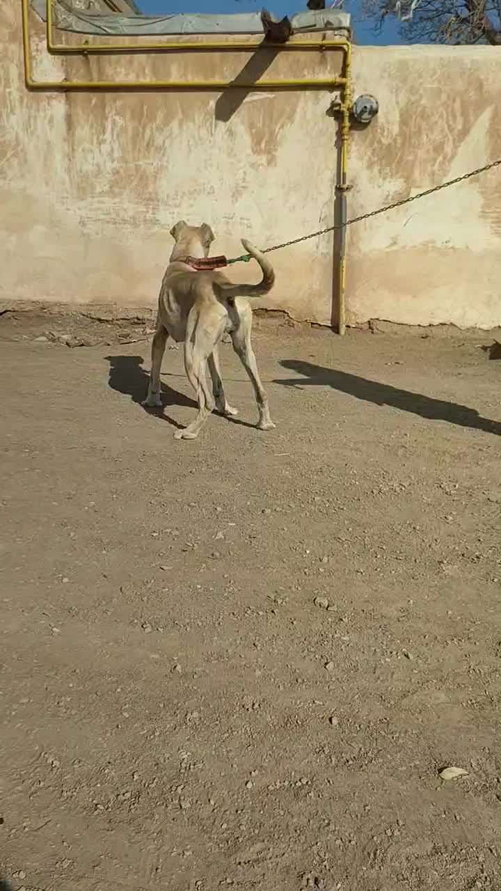 گوشی و سگ سراب معاوضه|موبایل|اشتهارد, |دیوار