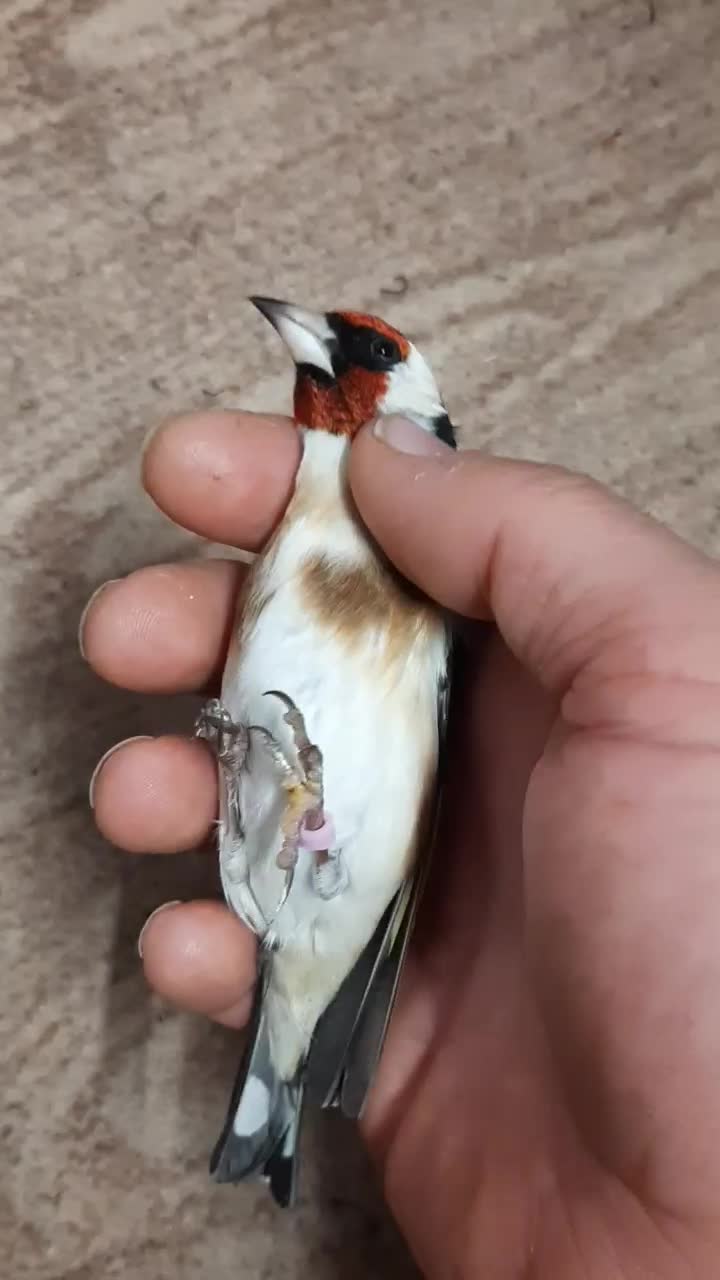 سهره رسمی نر ضمانتی|پرنده|مشهد, حسینآباد|دیوار