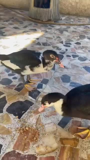 فروش دو عدد اردک نر خارجی روسی یا اسرائیلی|حیوانات مزرعه|چالوس, |دیوار