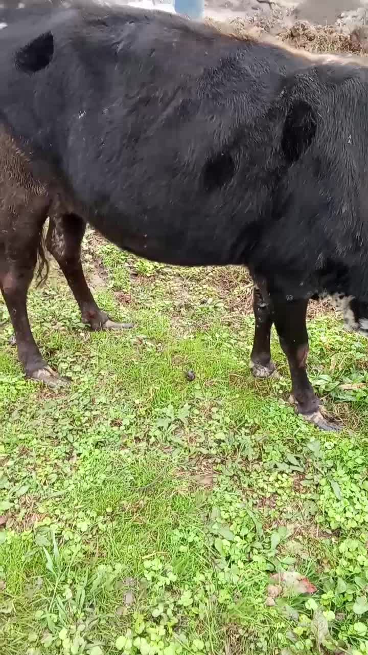 گاو محلی گوساله نر|حیوانات مزرعه|سیاهکل, |دیوار