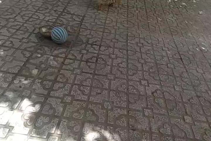 اردک جفت|حیوانات مزرعه|شیراز, اصلاح‌نژاد|دیوار