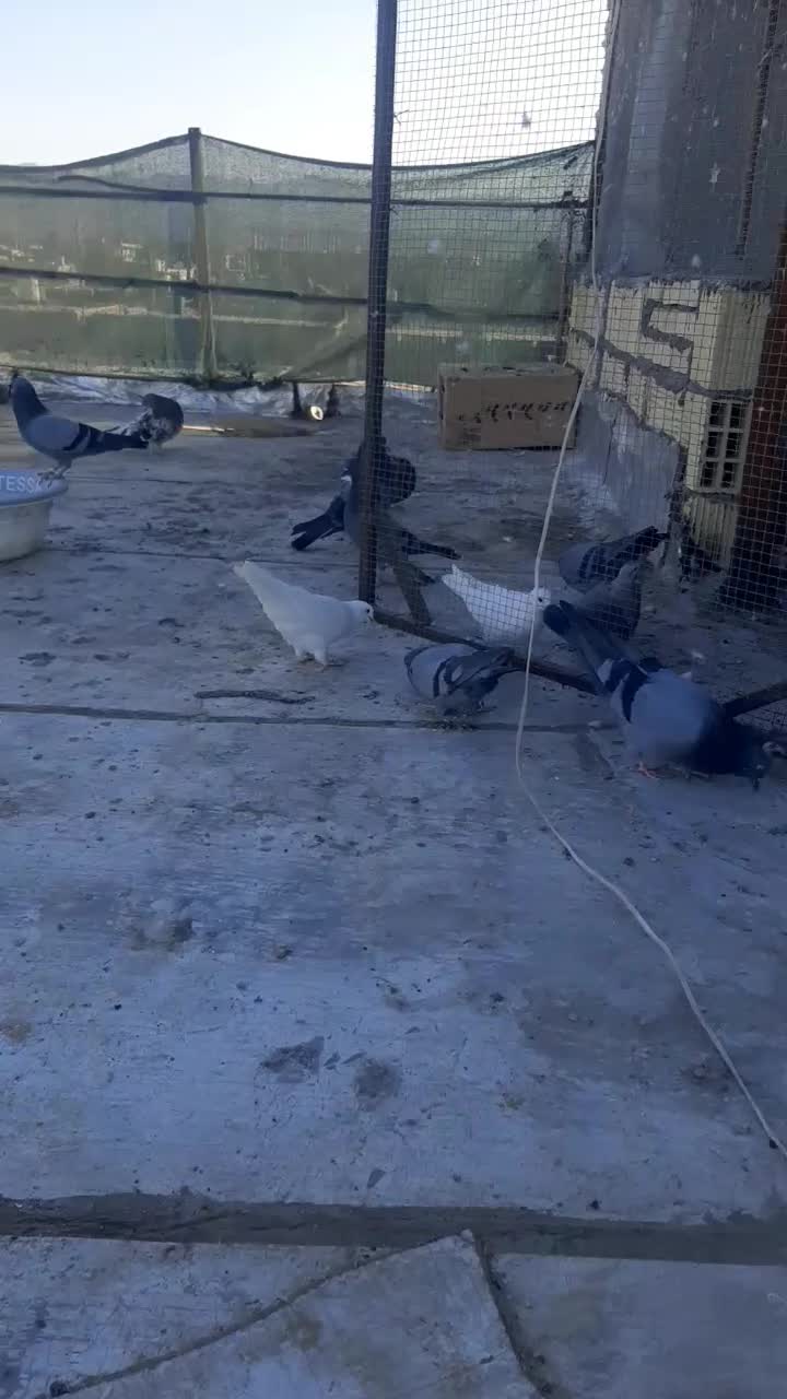 کفتر|پرنده|میناب, |دیوار