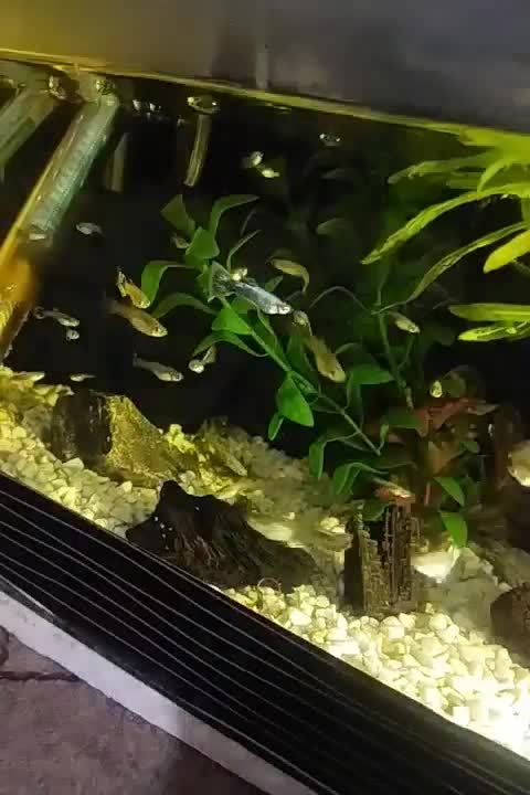 گوپی نژاد بیگر|ماهی|ورامین, ورامین|دیوار