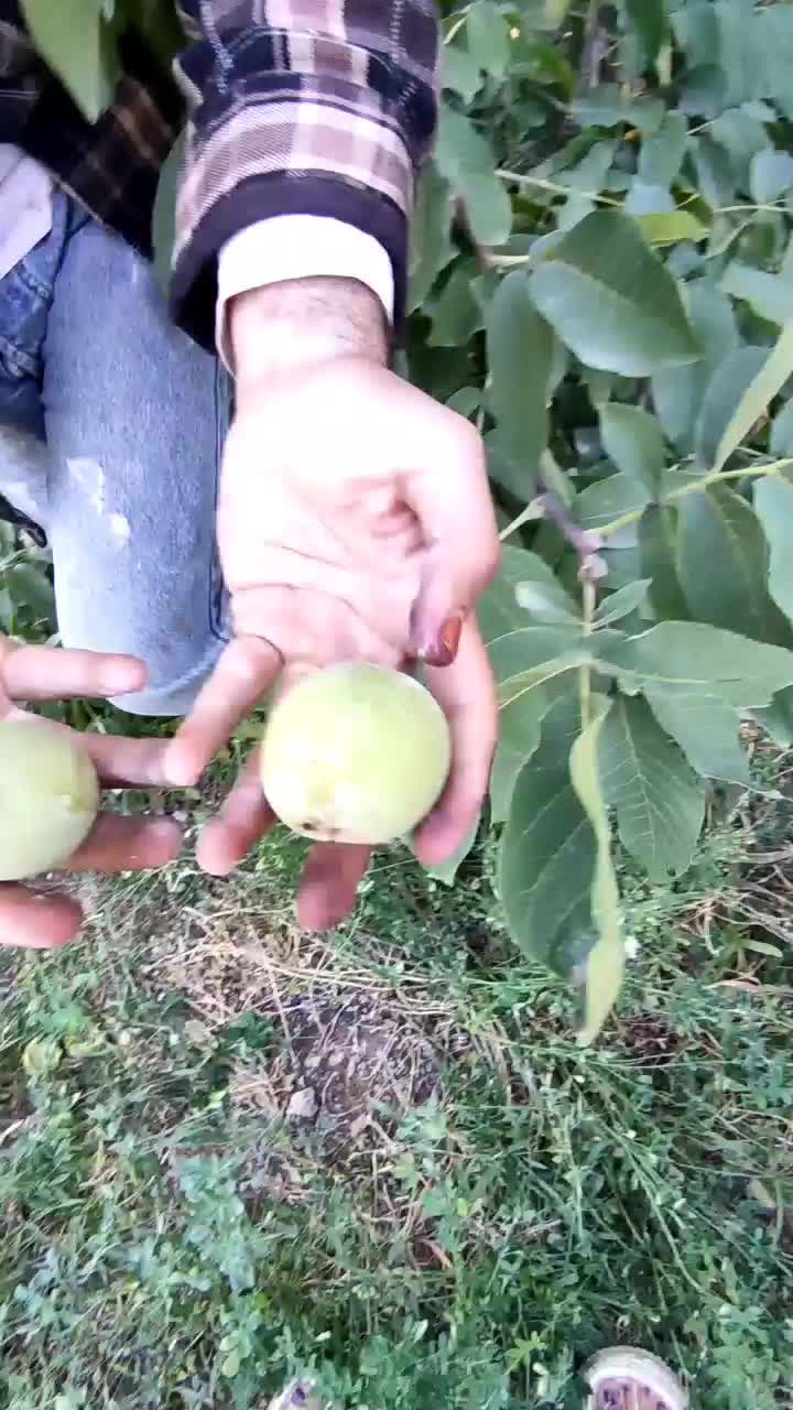 گردو کردستان|خوردنی و آشامیدنی|تهران, اختیاریه|دیوار