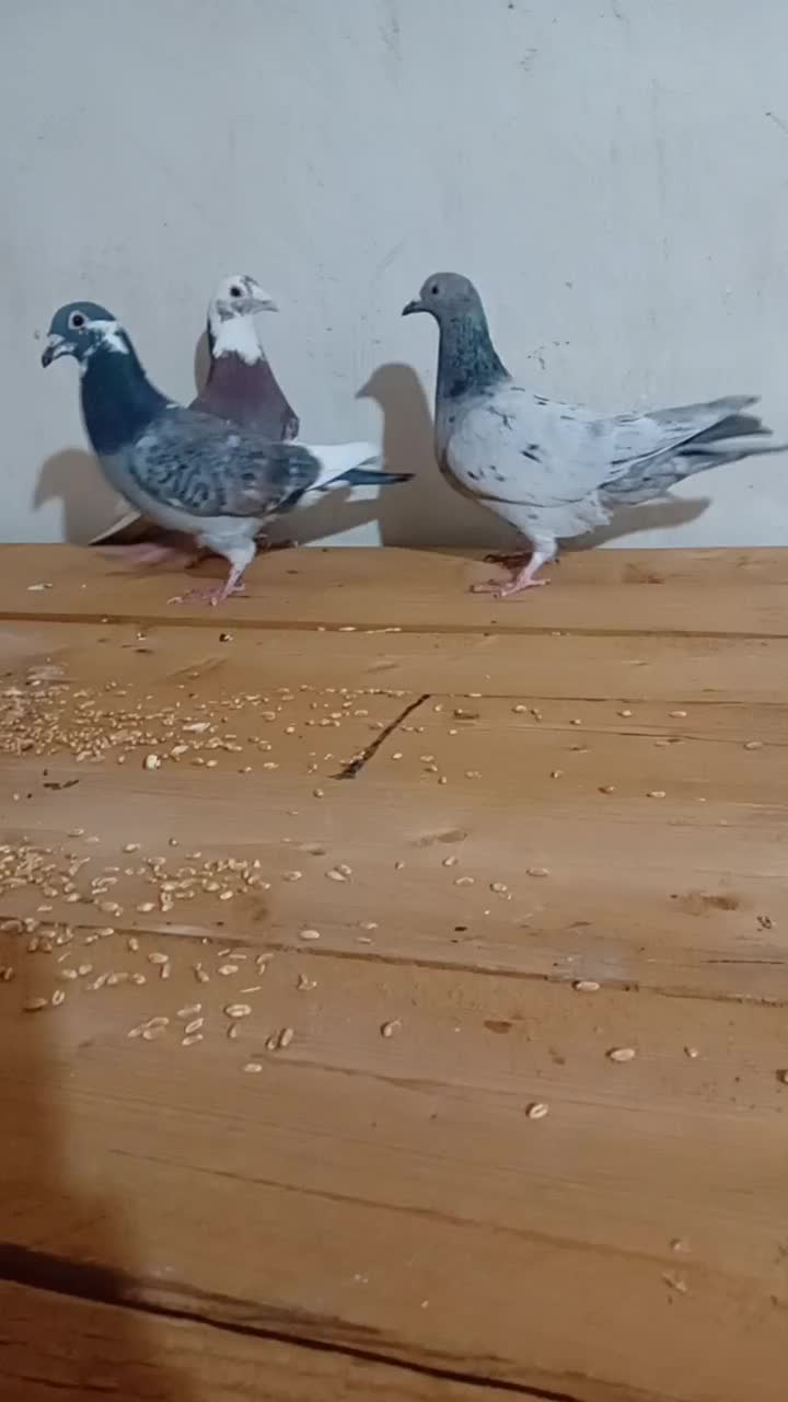 کفتر|پرنده|قزوین, |دیوار