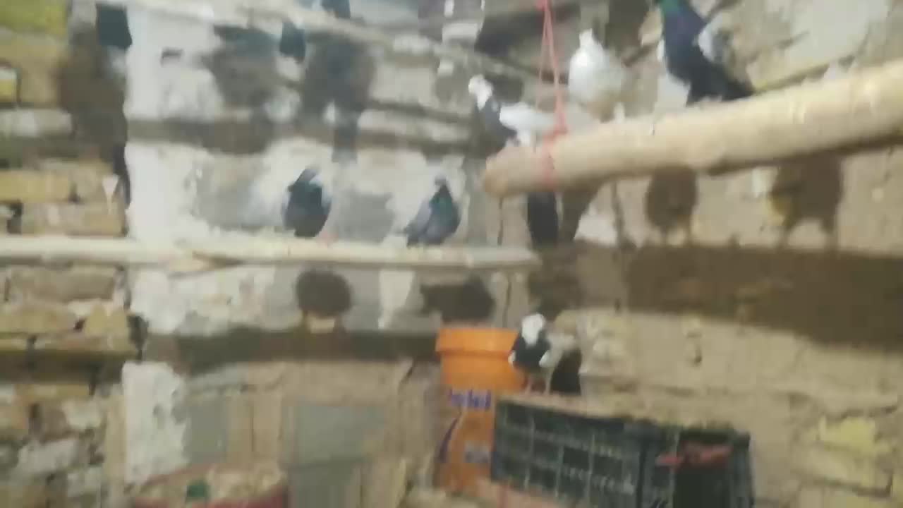 کبوتر پلاکی وطوقی وسینه ای15عدد|پرنده|فامنین, |دیوار