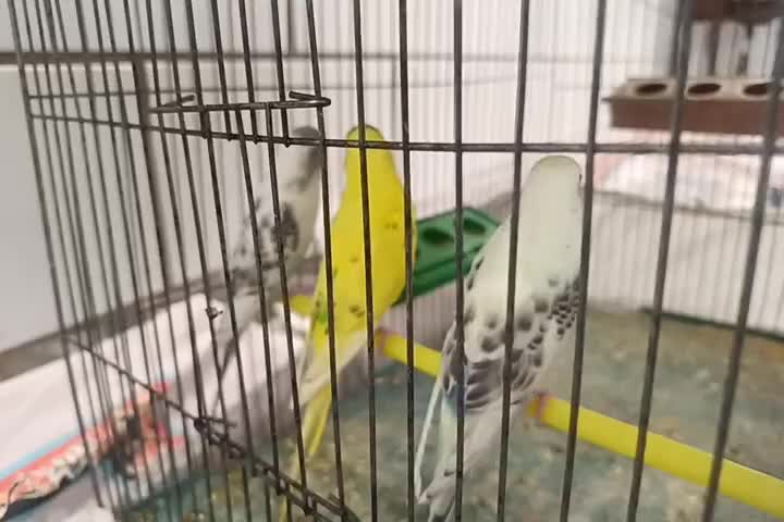 مرغ عشق|پرنده|فرخشهر, |دیوار