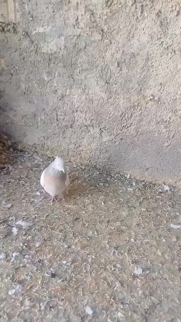 تعدادی کبوتر رنگی|پرنده|صدرا-فارس, فاز ۱|دیوار