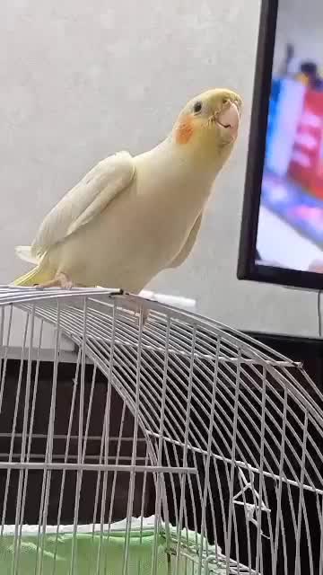 سلام.عروس هلندی لوتینونر سخنگو|پرنده|بندر امام خمینی, |دیوار