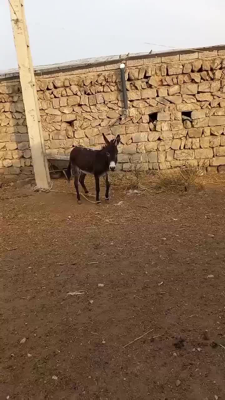 خر جوان|حیوانات مزرعه|گرمی, |دیوار