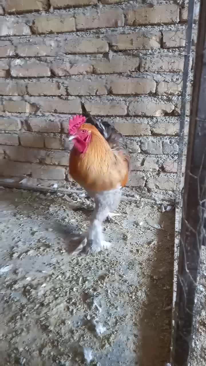 خروس برهما پاتریچ|حیوانات مزرعه|نظرآباد, رسالت|دیوار