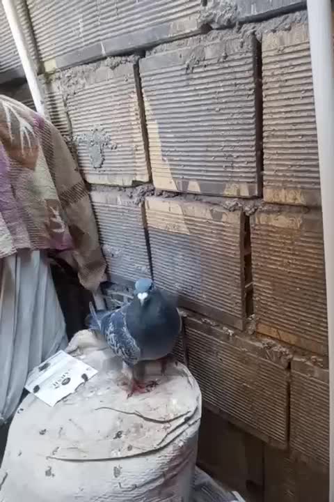 کبوتر پلاکی نرمست|پرنده|اهواز, سپیدار|دیوار