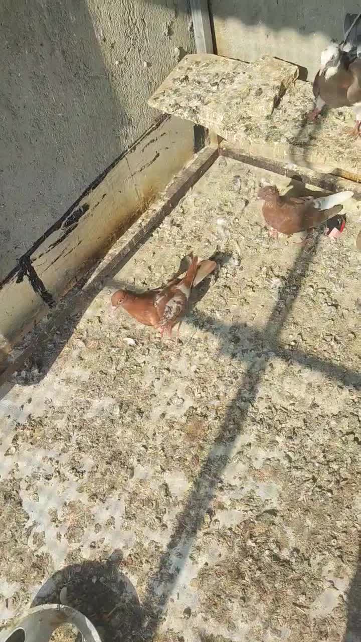 کفتر رنگی|پرنده|آذرشهر, |دیوار