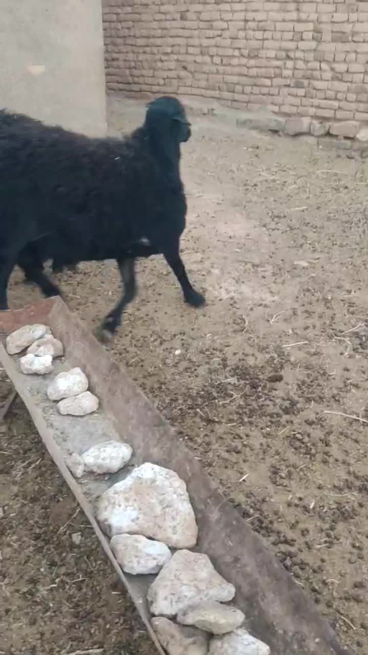 بره قوچی قزل افشار|حیوانات مزرعه|جلگه رخ, |دیوار