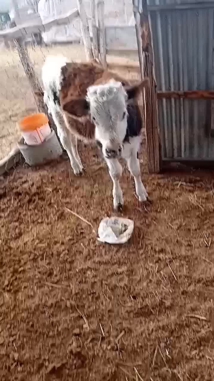 گوساله سیمینتال|حیوانات مزرعه|انبارآلوم, |دیوار