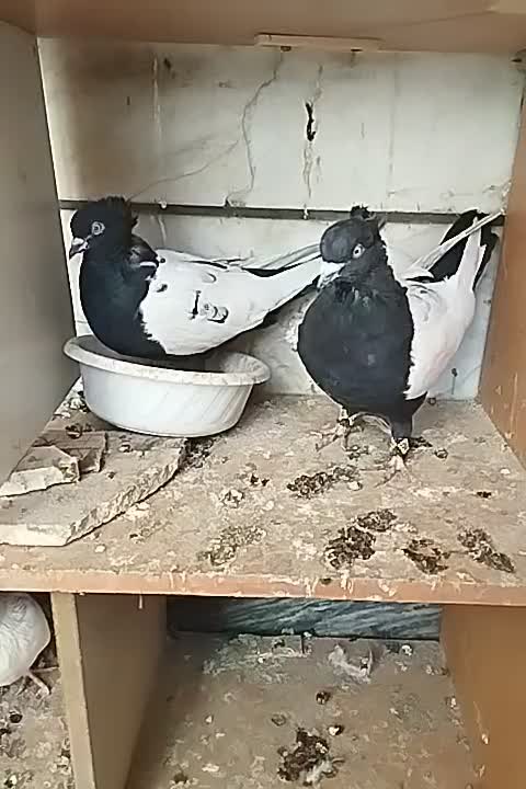 کفتر کبوتر سره حال|پرنده|بروجرد, |دیوار