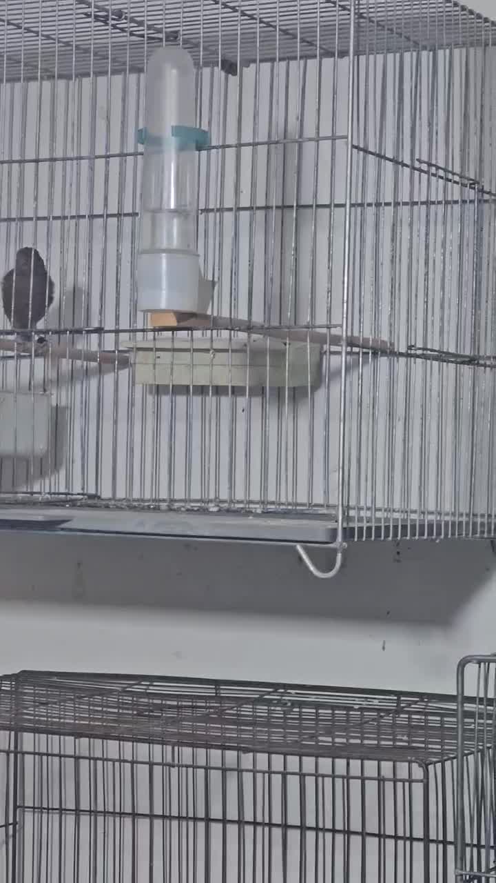 دوچرخه شماره ۲۰و تعدادی ق ن ا ر ی|دوچرخه، اسکیت، اسکوتر|حمیدیا, |دیوار